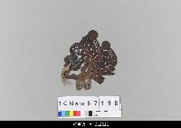 藏品(中國湖北皮影戲偶頭-淨)的圖片